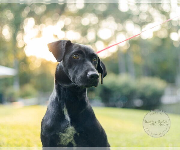 Medium Photo #9 Labrador Retriever-Unknown Mix Puppy For Sale in Tuscaloosa, AL, USA