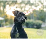 Small #8 Labrador Retriever Mix