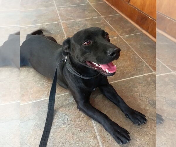 Medium Photo #3 Dachsador Puppy For Sale in Monticello, MS, USA