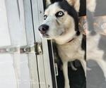Small Siberian Husky Mix