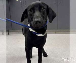 Labrador Retriever-Retriever Mix Dogs for adoption in Washington, DC, USA