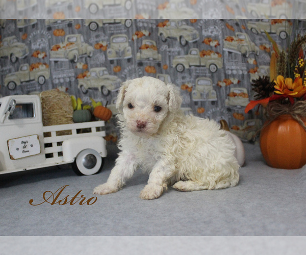 Medium Photo #3 Poodle (Toy) Puppy For Sale in CHANUTE, KS, USA