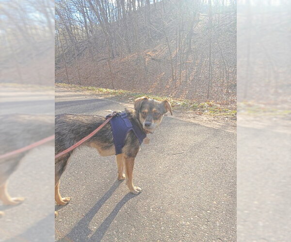 Medium Photo #5 Mutt Puppy For Sale in Crystal, MN, USA