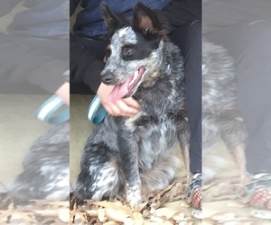 Australian Cattle Dog Puppy for sale in WILMINGTON, IL, USA