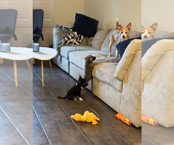 Medium Photo #10 Mutt Puppy For Sale in Dana Point, CA, USA