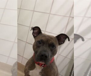 American Pit Bull Terrier Dogs for adoption in Derwood, MD, USA