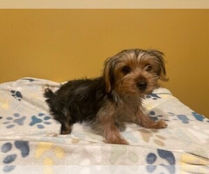 Biewer Yorkie-Unknown Mix Puppy for sale in WEST COVINA, CA, USA