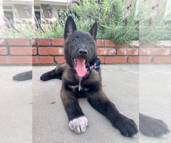 Medium Photo #7 Belgian Malinois Puppy For Sale in BAKERSFIELD, CA, USA