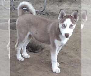 Siberian Husky Puppy for sale in OWENSBORO, KY, USA
