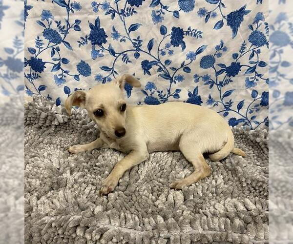 Medium Photo #1 Chihuahua Puppy For Sale in Modesto, CA, USA