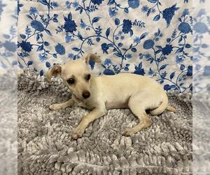 Chihuahua Dogs for adoption in Modesto, CA, USA