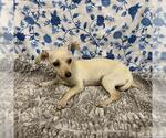 Small Chihuahua