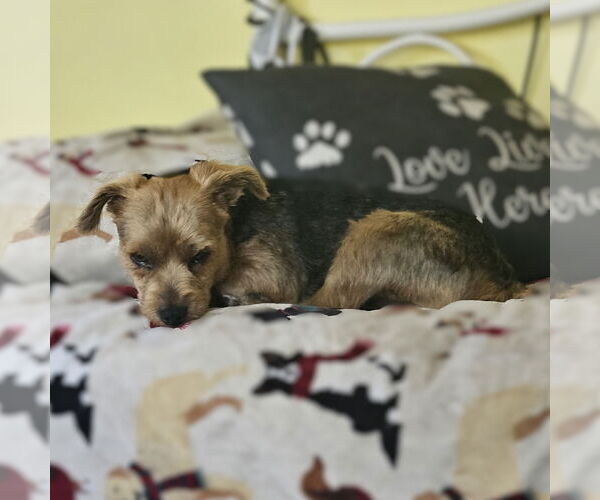 Medium Photo #7 Mutt Puppy For Sale in Fargo, ND, USA