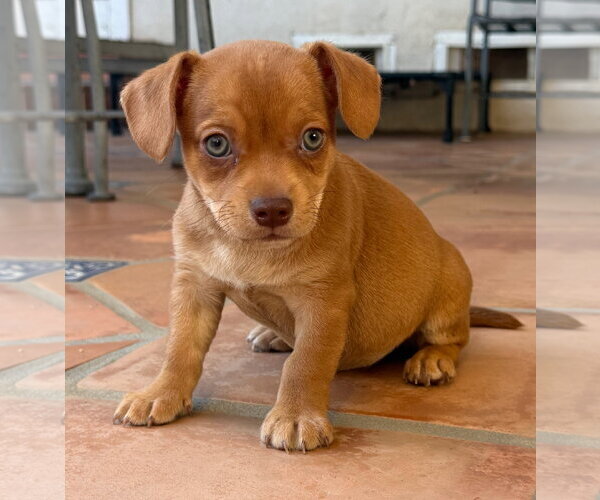 Medium Photo #1 Mutt Puppy For Sale in Lake Elsinore, CA, USA