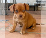 Small Mutt