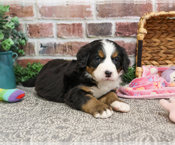 Medium Photo #6 Bernese Mountain Dog Puppy For Sale in SYRACUSE, IN, USA