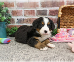 Small #5 Bernese Mountain Dog