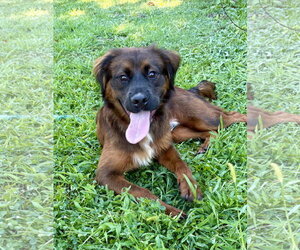 Retriever -Unknown Mix Dogs for adoption in Spring Lake, NJ, USA