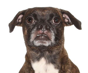 Pug-Unknown Mix Dogs for adoption in Oakland Park, FL, USA