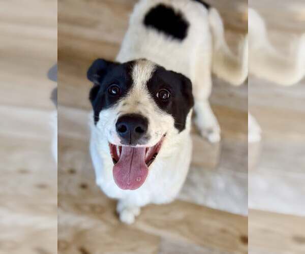 Medium Photo #2 Great Pyrenees Puppy For Sale in Paso Robles, CA, USA
