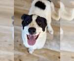 Small #1 Great Pyrenees