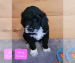 Small #5 Aussiedoodle