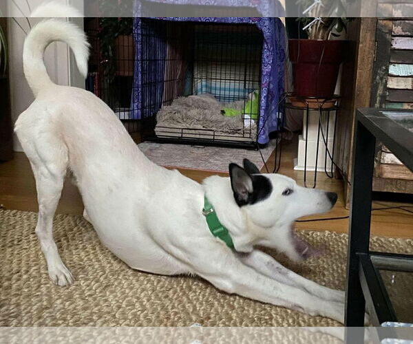 Medium Photo #5 Mutt Puppy For Sale in Westwood, NJ, USA