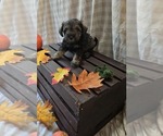 Puppy Mulan Schnauzer (Miniature)