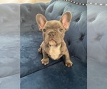 Small Photo #32 French Bulldog Puppy For Sale in PACIFIC PALISADES, CA, USA