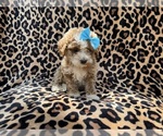 Small #1 Cockapoo (Miniature)