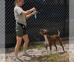 Small #2 Mutt