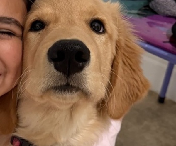 Medium Photo #6 English Cream Golden Retriever Puppy For Sale in ORLANDO, FL, USA
