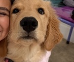 Small #5 English Cream Golden Retriever