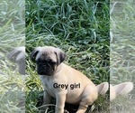Puppy Grey girl Pug
