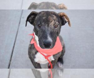 Labrador Retriever-Unknown Mix Dogs for adoption in Tulsa, OK, USA