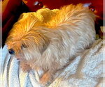 Small #3 Shih Tzu Mix