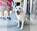 Small #5 Golden Retriever Mix