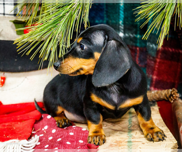Medium Photo #40 Dachshund Puppy For Sale in WAKARUSA, IN, USA