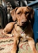 Small Photo #1 Rhodesian Ridgeback Puppy For Sale in DIVIDE, CO, USA