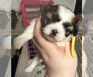 ShihPoo Puppy for sale in WOODLEAF, NC, USA