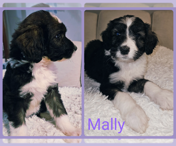 Medium Photo #5 Bernedoodle (Miniature) Puppy For Sale in GEORGETOWN, SC, USA