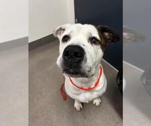 American Bulldog-Unknown Mix Dogs for adoption in HESPERIA, CA, USA