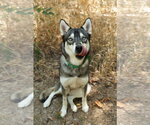 Small #2 Siberian Husky