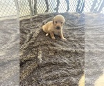 Small Photo #52 Labradoodle Puppy For Sale in KIRKSVILLE, MO, USA