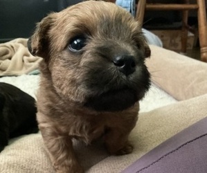 Poocan Puppy for sale in FAIR OAKS, CA, USA