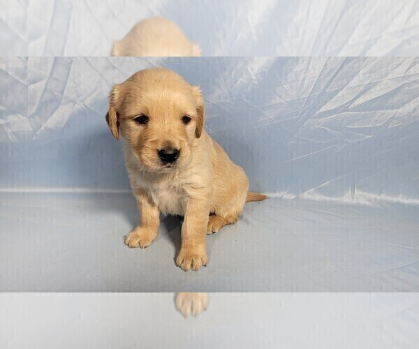 Medium Photo #4 Golden Retriever Puppy For Sale in BLACK FOREST, CO, USA