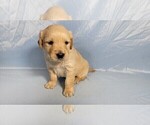 Small Photo #5 Golden Retriever Puppy For Sale in BLACK FOREST, CO, USA