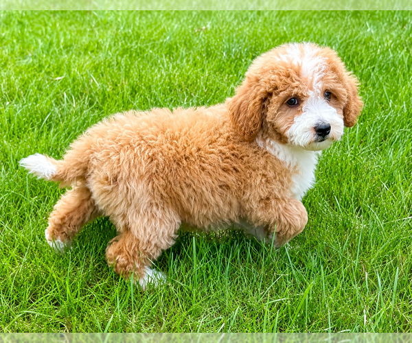 Medium Photo #6 Goldendoodle (Miniature) Puppy For Sale in FAIR HAVEN, MI, USA