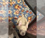 Small Photo #13 French Bulldog Puppy For Sale in FOUNTAIN CITY, IN, USA