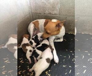 Mother of the Rat Terrier puppies born on 07/20/2023